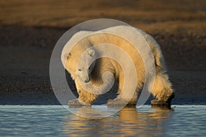 Kaktovik Polar Bear Cub