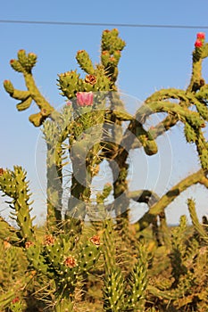 Kaktus flower on Tree Spanien  Alicante photo