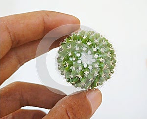 Amazing Mini Cactus photo