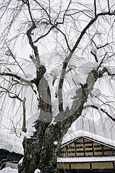 Kakunodate - Akita in winter, snow cover over Sakura tree