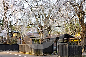 Kakunodate Bukeyashiki Street (samurai residences) in springtime cherry blossom season sunny day