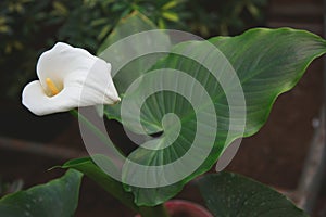 Kala beautiful white  flower