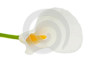 Kala flower on a white background