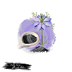 Kala Jeera - Purple Fleban ayurvedic herb digital art illustration with text isolated on white. Healthy organic spa plant widely