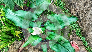 Kala lilies are rhizomatous plants photo
