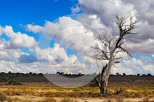 The Kalahari (Botswana)