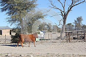Kalahari Cow
