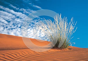 Kalahari desert