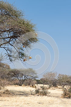 Kalahari desert in botswana in Afrika in the area of Maun