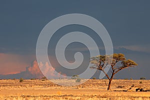 Kalahari desert landscape