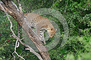 Kalahari desert leopard, Botswana