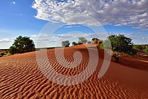 Kalahari desert, Namibia