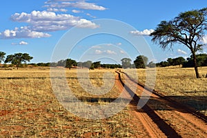 The Kalahari desert, Namibia