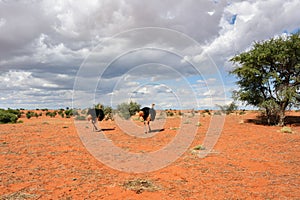 Kalahari desert, Namibia