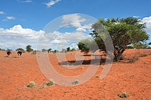 Kalahari desert, Namibia