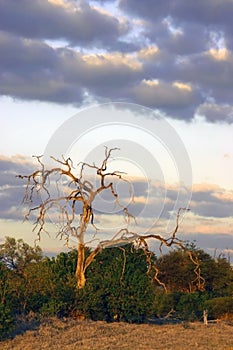 Kalahari at Dusk