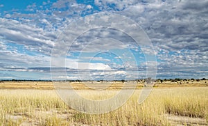 Kalahari Landscape