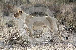 Kalahari lion in the Kgalagadi