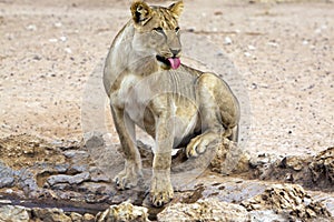 Kalahari lion in the Kgalagadi