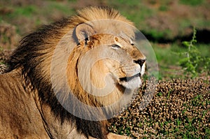 A Kalahari lion, Panthera leo