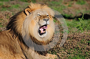 A Kalahari lion, Panthera leo, in the Addo Elephant National Par