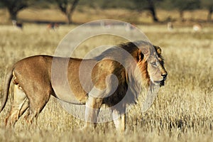 Kalahari lion panthera leo vernayi