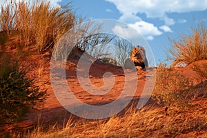 Kalahari lion, Panthera leo vernayi, laing on red dune against blue sky. Big lion male with black mane in typical environment of