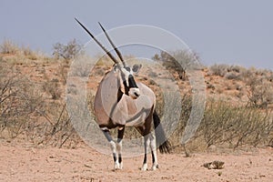 Kalahari Oryx (Oryx Gazella)