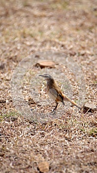 Kalahari scrub robin on the ground