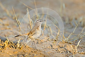 Kalahari scrub robin percehd on the ground
