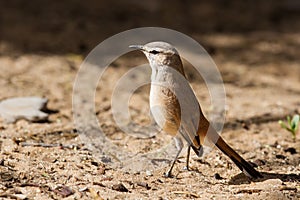 Kalahari scrub robin walking on sand in the sun