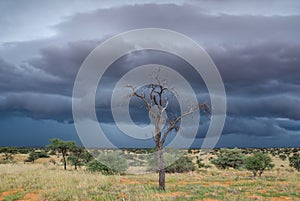 Kalahari Stormclouds