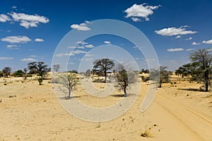 Kalahari Transfrontier Park