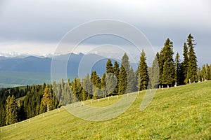 Kalajun grassland in summer