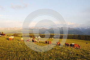 Kalajun grassland at sunset