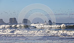 Kalaloch beach, Olympic peninsula, WA