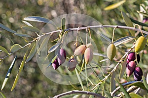 Kalamata olive tree branch with ripe and unripe olives