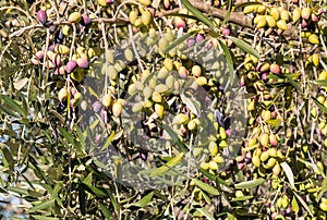 Kalamata olive tree with bunches of olives hanging on branches