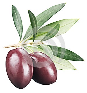 Kalamata olives with leaves on a white background.