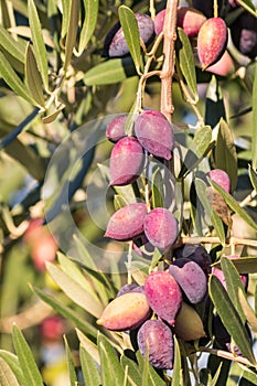 Kalamata olives ripening on olive tree