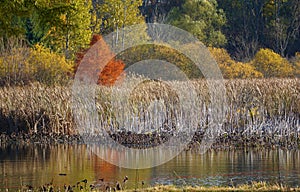 Kalamazoo River Bayou in Autumn