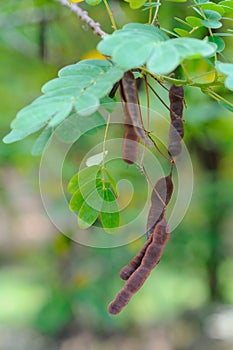 Kalamona Tree Seedpods