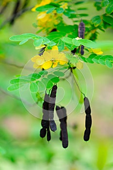 Kalamona Tree Seedpods