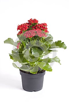 Kalanchoe