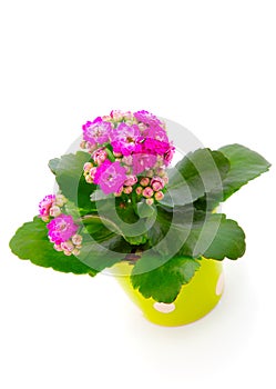 Kalanchoe photo