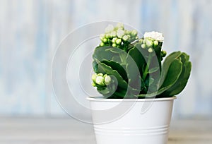 Kalanchoe