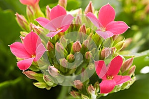 Kalanchoe blossfeldiana photo