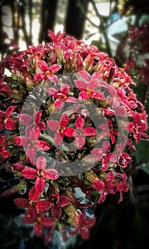 Kalanchoe blossfeldiana