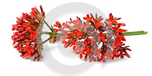 Kalanchoe blossfeldiana