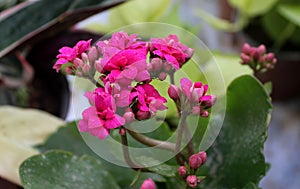 Kalanchoe blossfeldiana